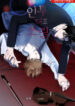 Cover 67789