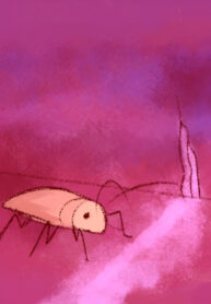 Cover 81657