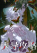 Cover 85070